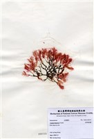 藏品(長柄雀冠藻)的圖片